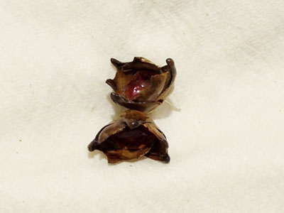 Aretes palmera cocotera